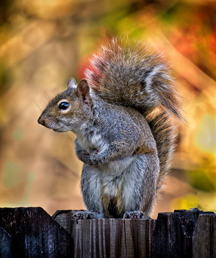 On the Fence