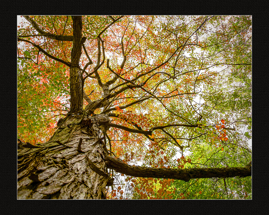 Arrival of Autumn