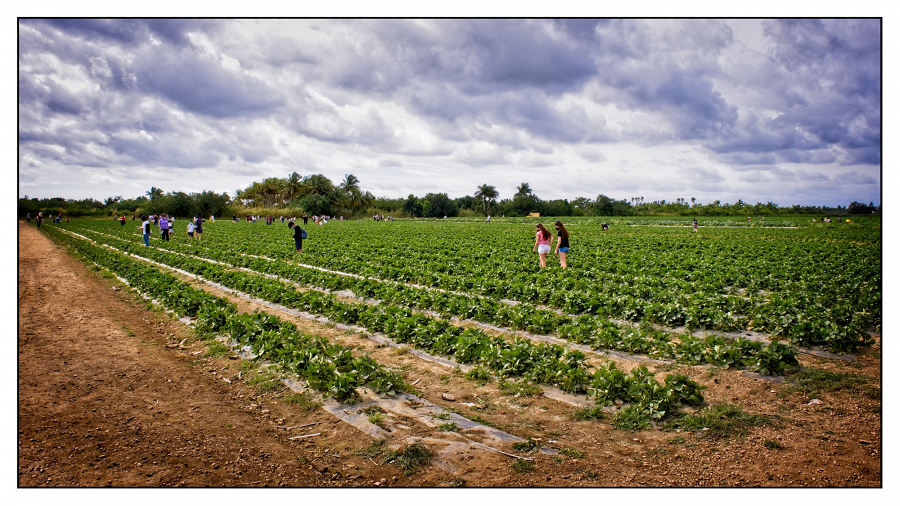 Urban Strawberry Field