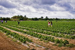 Urban Strawberry Field