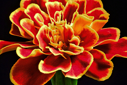 French Marigold