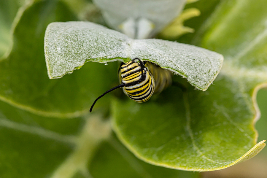 Organic Lunch time