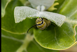 Organic Lunch time