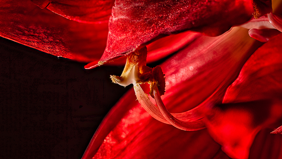 Red Flower