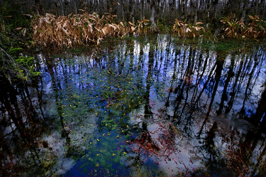 Everglades Wet Season