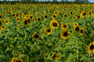 Sunflowers Season