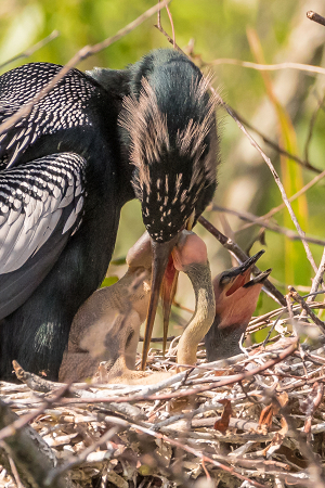 Feeding The Family