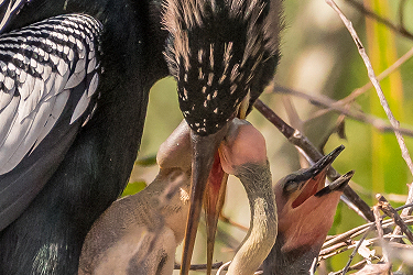 Feeding The Family