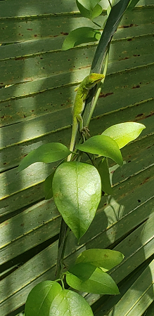 The Greening Season