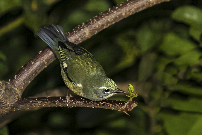 Spring Migrant