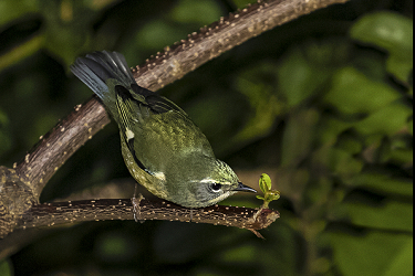 Spring Migrant