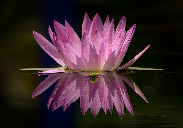 Pink Water Lily