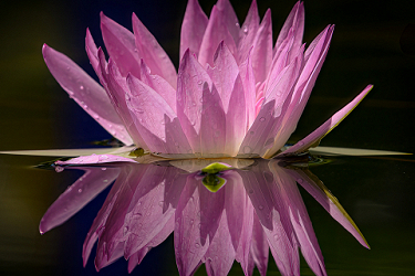 Pink Water Lily