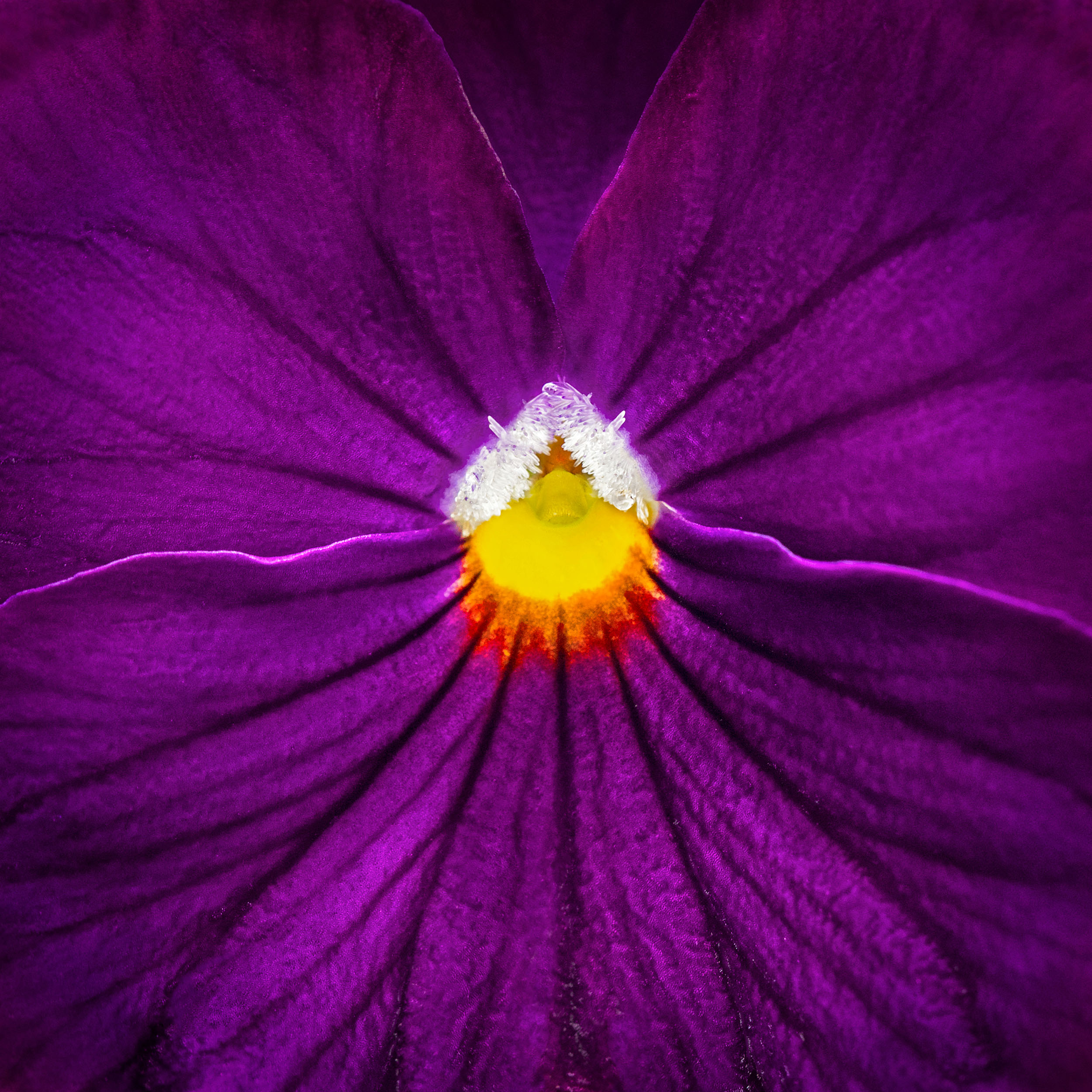 Heart Of A Pansy