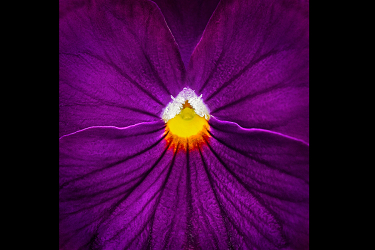 Heart Of A Pansy