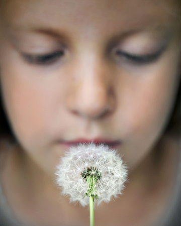 Dandelion Wishes