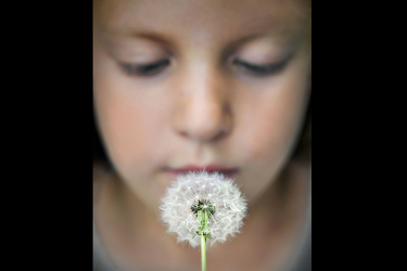 Dandelion Wishes