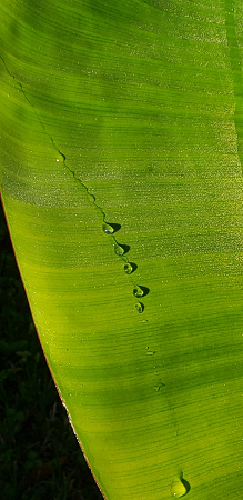 Drops on a Leaf