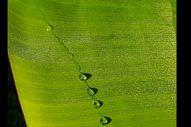 Drops on a Leaf