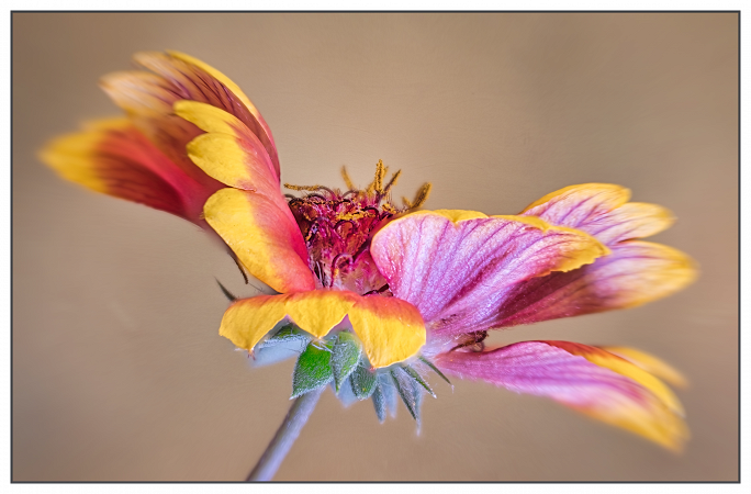 Gaillardia