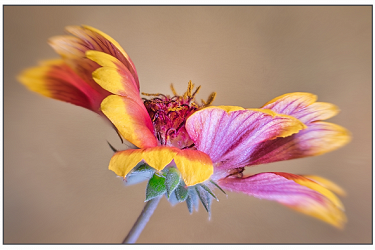 Gaillardia