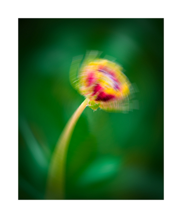 Flower Motion