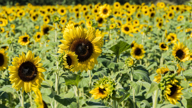 Sunflowers and Bees