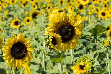 Sunflowers and Bees