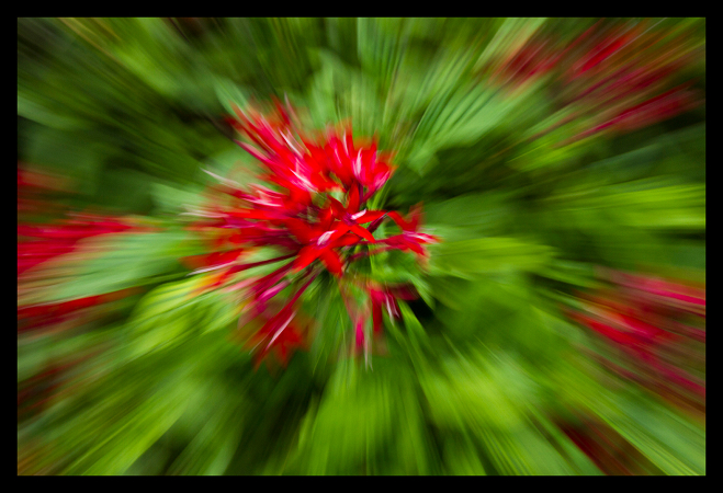 Exploding Petals