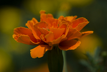 Just an Orange Carnation