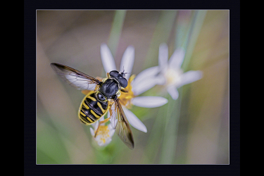 Busy Bee