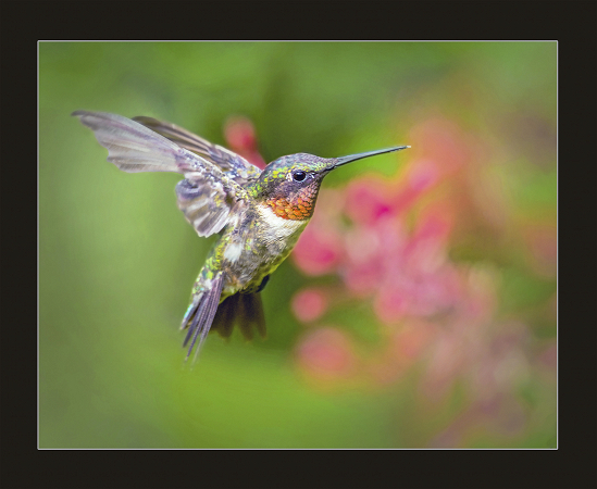 Darting Hummer