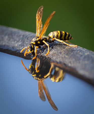 Wasp at the Fountain