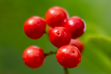 Red Berries