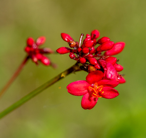 Green and Red