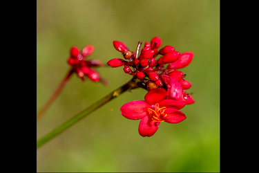 Green and Red