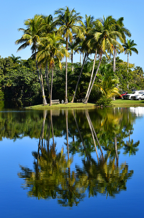 Palm Trees