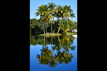 Palm Trees