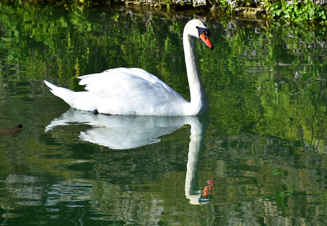 Swan Lake