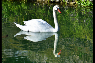 Swan Lake