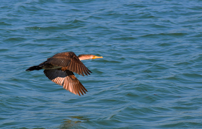 Cormoran's Fishing Flight