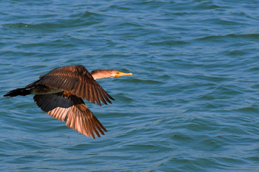 Cormoran's Fishing Flight