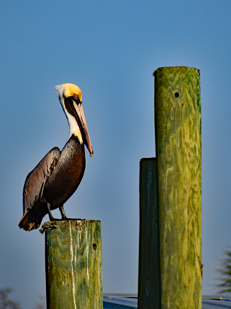 Pelican chillin' on post