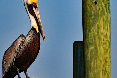 Pelican chillin' on post