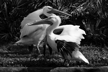 American White Pelicans