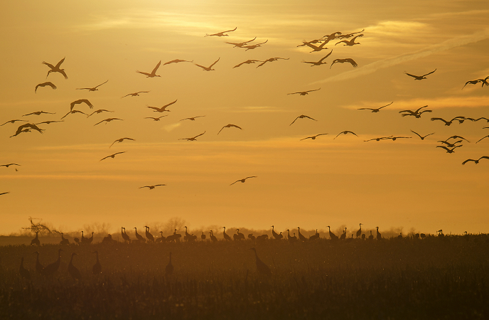 Sunset Flight