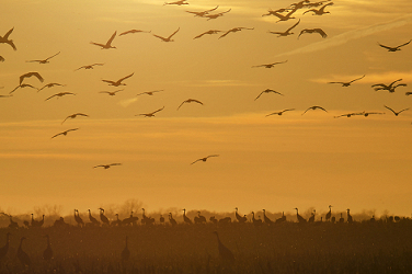 Sunset Flight