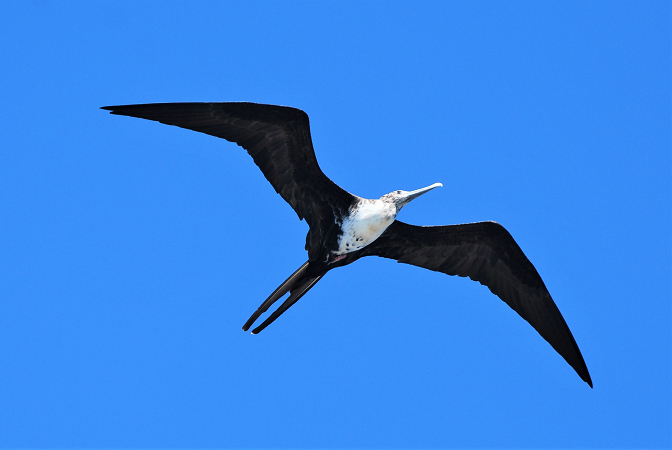 Frigatebird in Flight