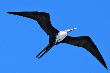 Frigatebird in Flight