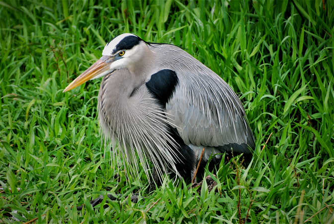 Hunkered down Heron